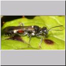 Alysson spinosus - Grabwespe w08a 7mm.jpg